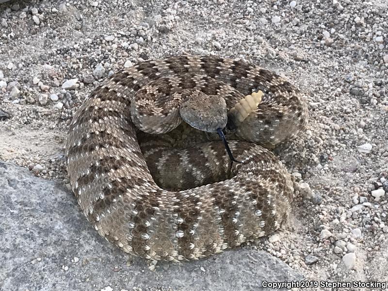 Panamint Rattlesnake (Crotalus stephensi)