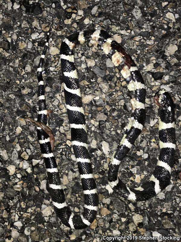 California Kingsnake (Lampropeltis getula californiae)