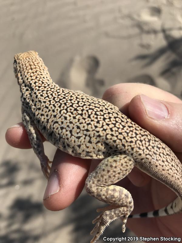 Mojave Fringe-toed Lizard (Uma scoparia)