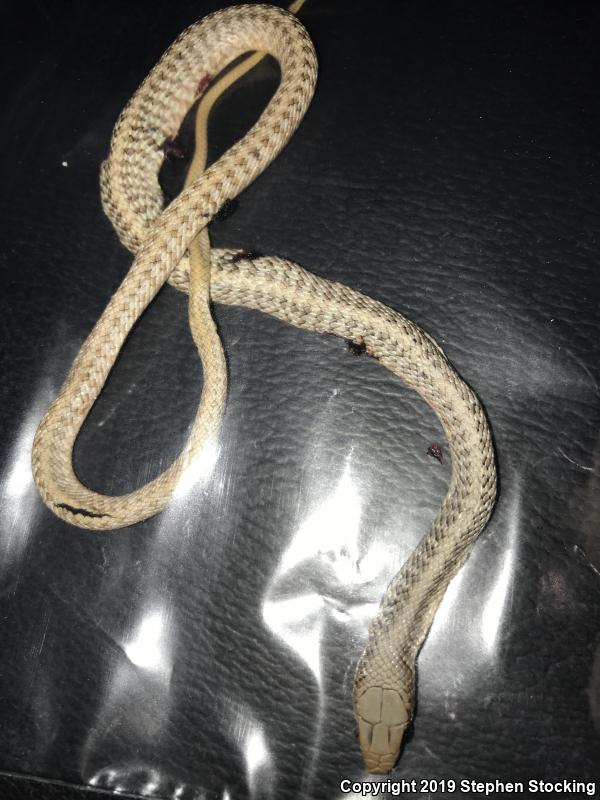 Mojave Patch-nosed Snake (Salvadora hexalepis mojavensis)