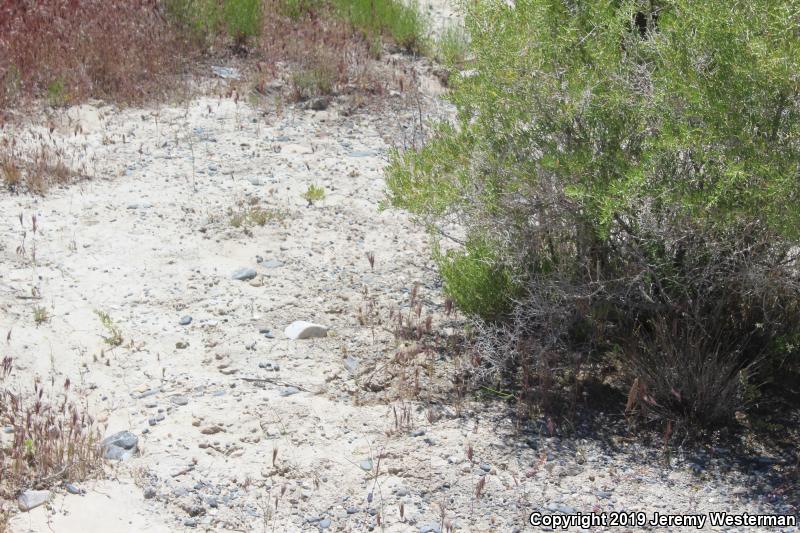 Great Basin Whiptail (Aspidoscelis tigris tigris)