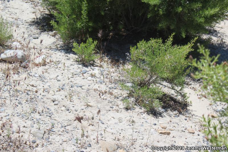 Great Basin Whiptail (Aspidoscelis tigris tigris)