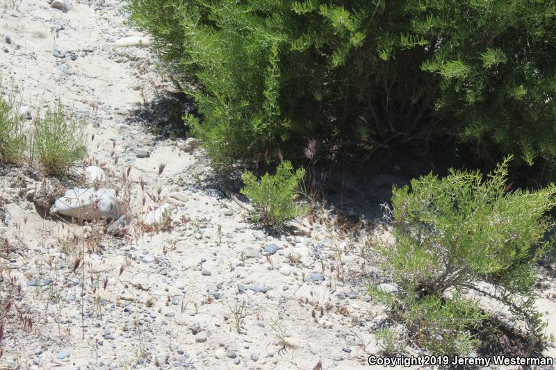 Great Basin Whiptail (Aspidoscelis tigris tigris)