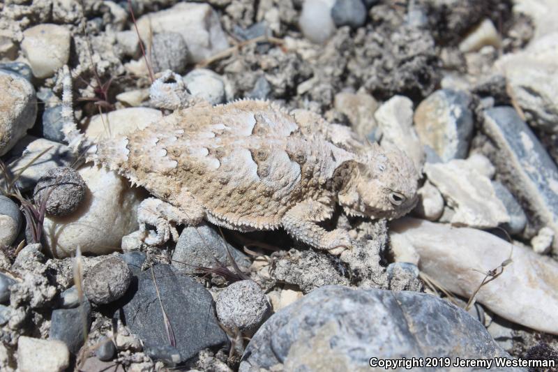 Northern Desert Horned Lizard (Phrynosoma platyrhinos platyrhinos)