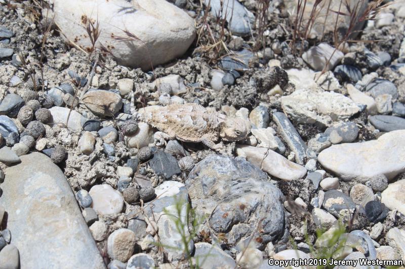 Northern Desert Horned Lizard (Phrynosoma platyrhinos platyrhinos)