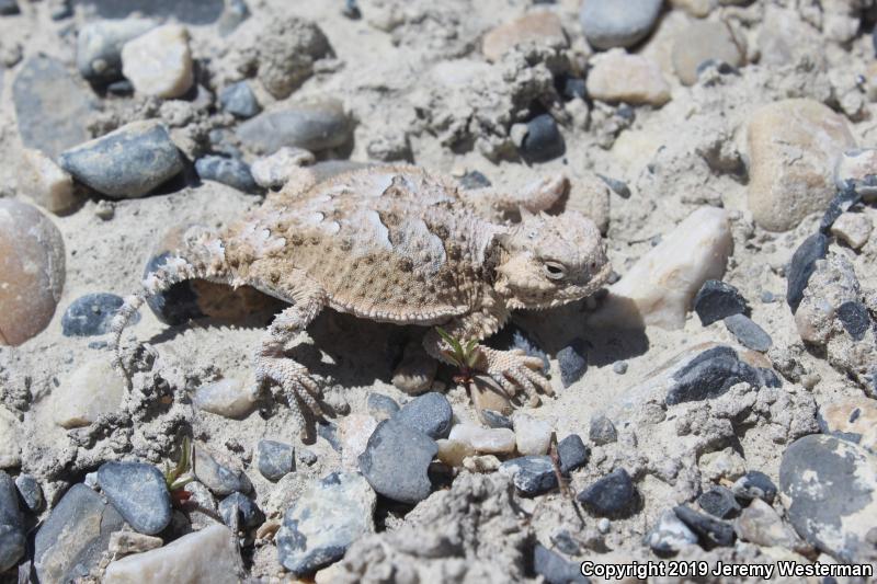 Northern Desert Horned Lizard (Phrynosoma platyrhinos platyrhinos)