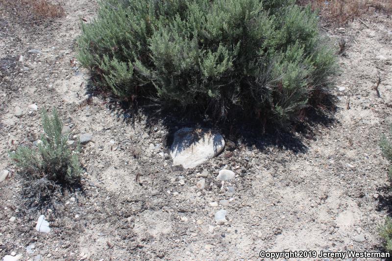 Northern Side-blotched Lizard (Uta stansburiana stansburiana)