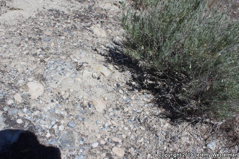 Northern Side-blotched Lizard (Uta stansburiana stansburiana)