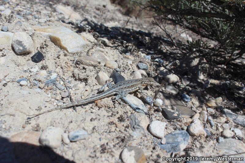 Northern Side-blotched Lizard (Uta stansburiana stansburiana)