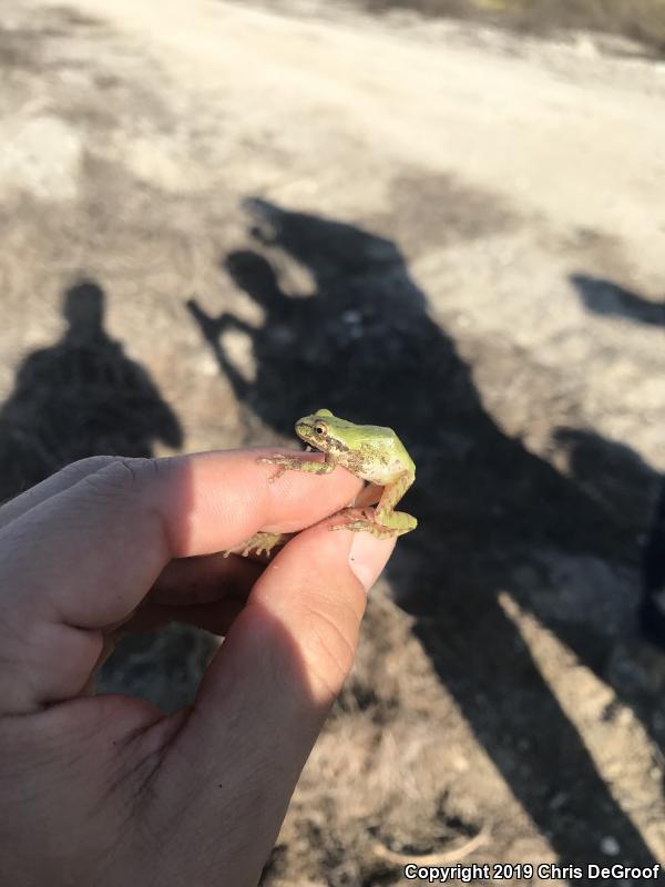 Baja California Treefrog (Pseudacris hypochondriaca)