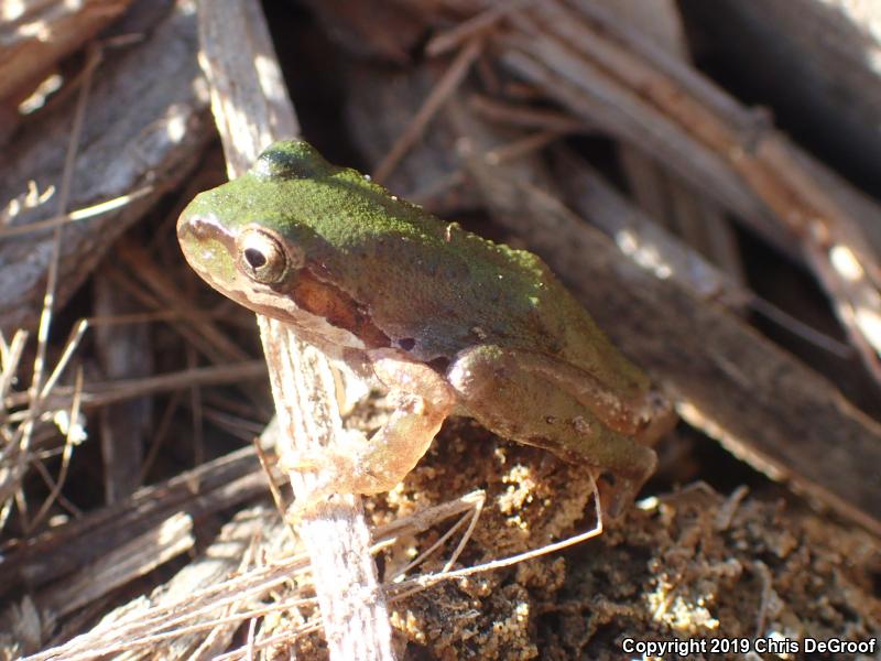 Baja California Treefrog (Pseudacris hypochondriaca)