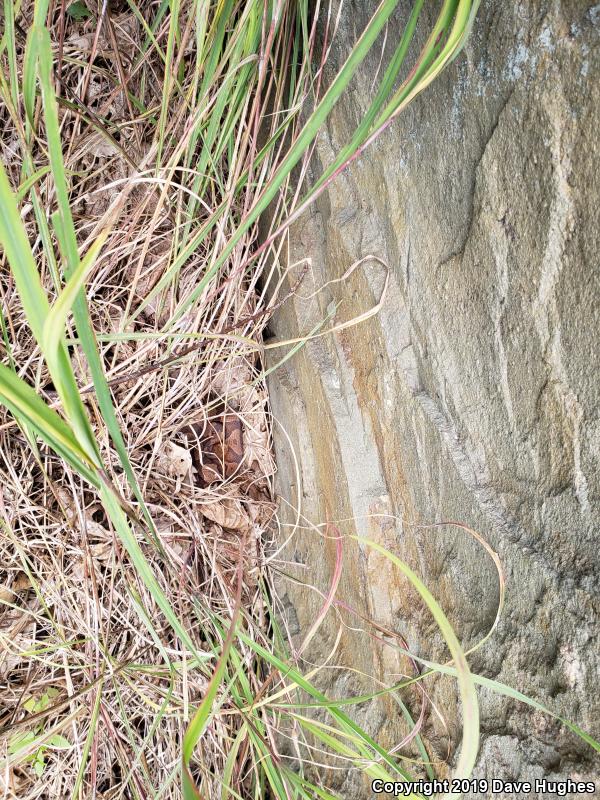 Northern  Copperhead (Agkistrodon contortrix mokasen)