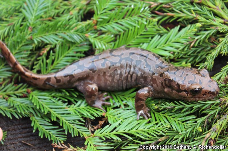 Coastal Giant Salamander (Dicamptodon tenebrosus)