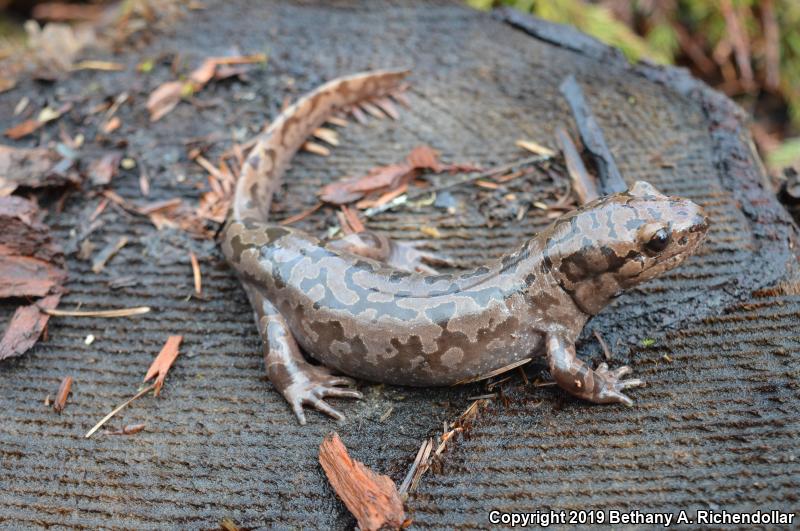 Coastal Giant Salamander (Dicamptodon tenebrosus)