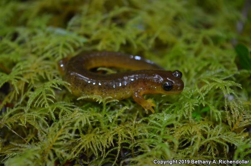 Southern Torrent Salamander (Rhyacotriton variegatus)