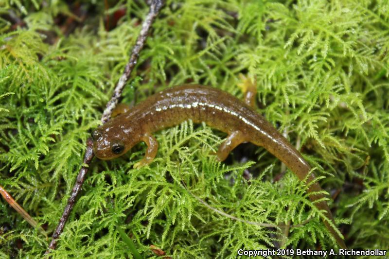 Southern Torrent Salamander (Rhyacotriton variegatus)