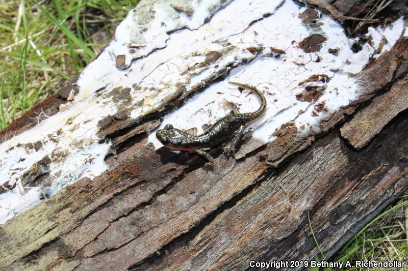 Wandering Salamander (Aneides vagrans)