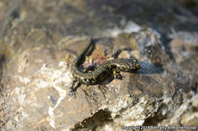 Speckled Black Salamander (Aneides flavipunctatus flavipunctatus)