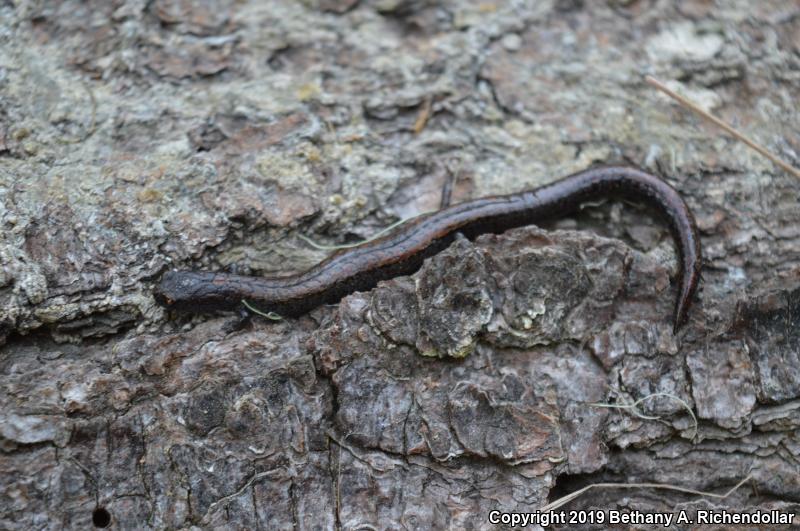 Santa Lucia Mountains Slender Salamander (Batrachoseps luciae)