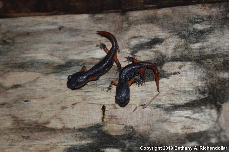 Oregon Ensatina (Ensatina eschscholtzii oregonensis)