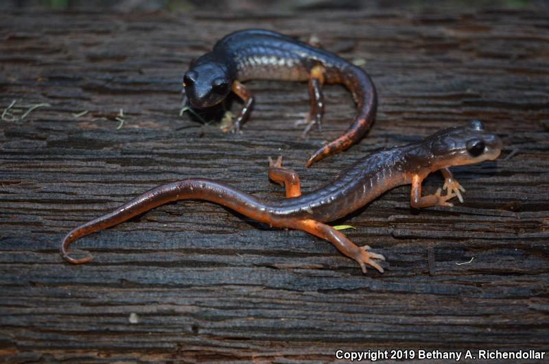 Oregon Ensatina (Ensatina eschscholtzii oregonensis)