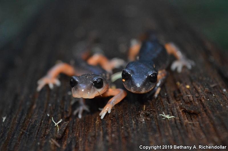 Oregon Ensatina (Ensatina eschscholtzii oregonensis)