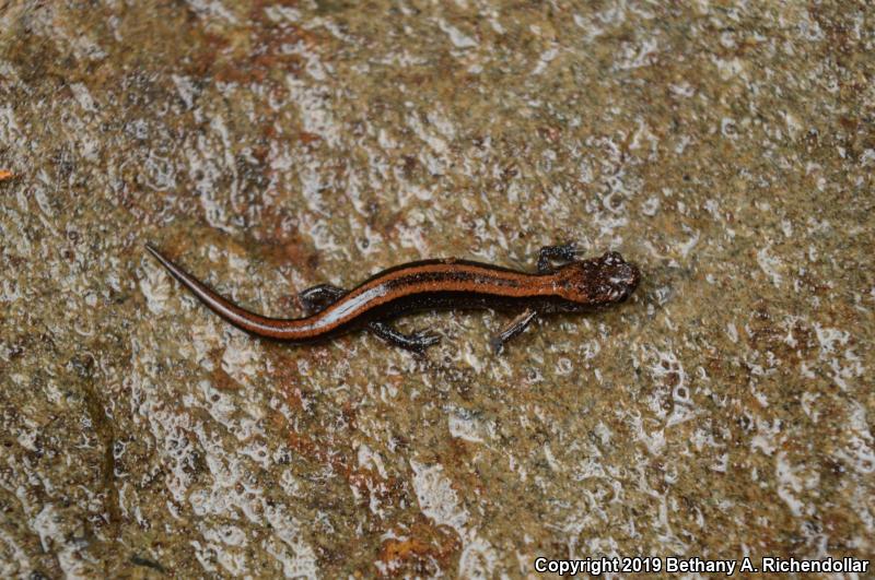 Del Norte Salamander (Plethodon elongatus)