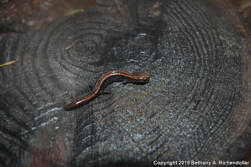 Del Norte Salamander (Plethodon elongatus)