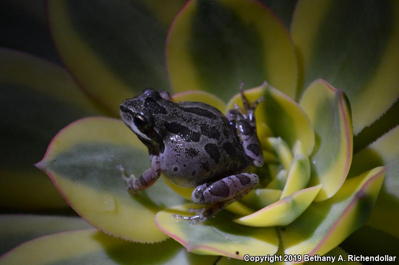 Northern Pacific Treefrog (Pseudacris regilla)