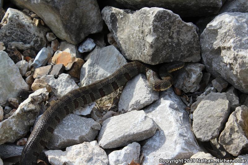 Midland Watersnake (Nerodia sipedon pleuralis)