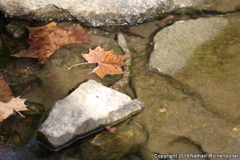 Midland Watersnake (Nerodia sipedon pleuralis)