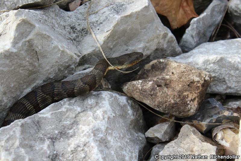 Midland Watersnake (Nerodia sipedon pleuralis)