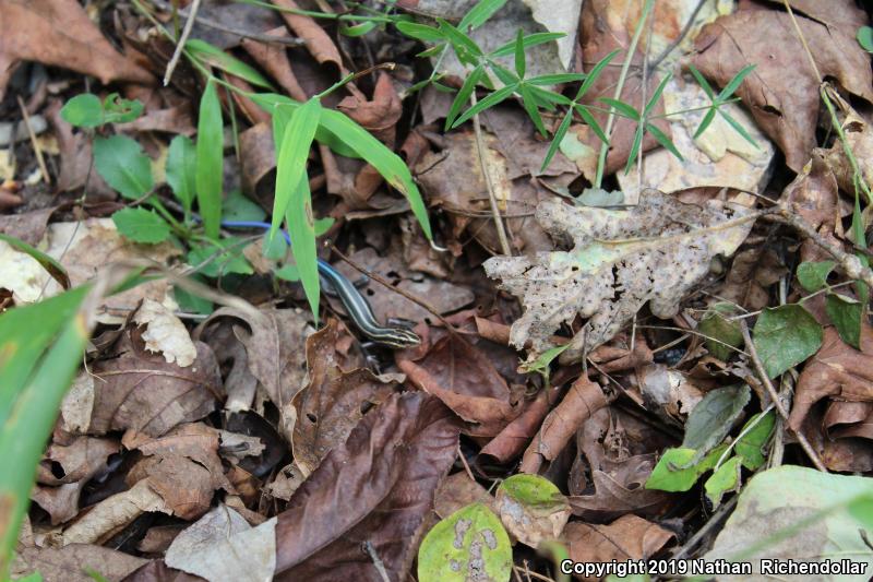 Five-lined Skink (Plestiodon fasciatus)