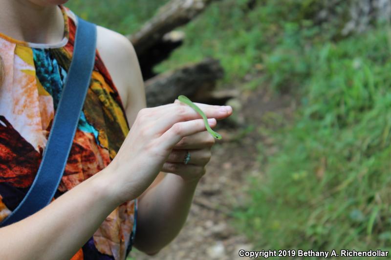 Northern Rough Greensnake (Opheodrys aestivus aestivus)