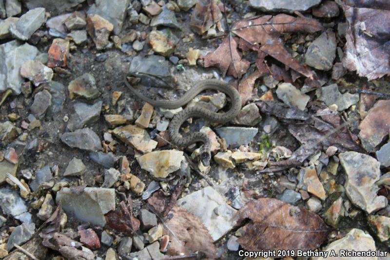 Dekay's Brownsnake (Storeria dekayi)