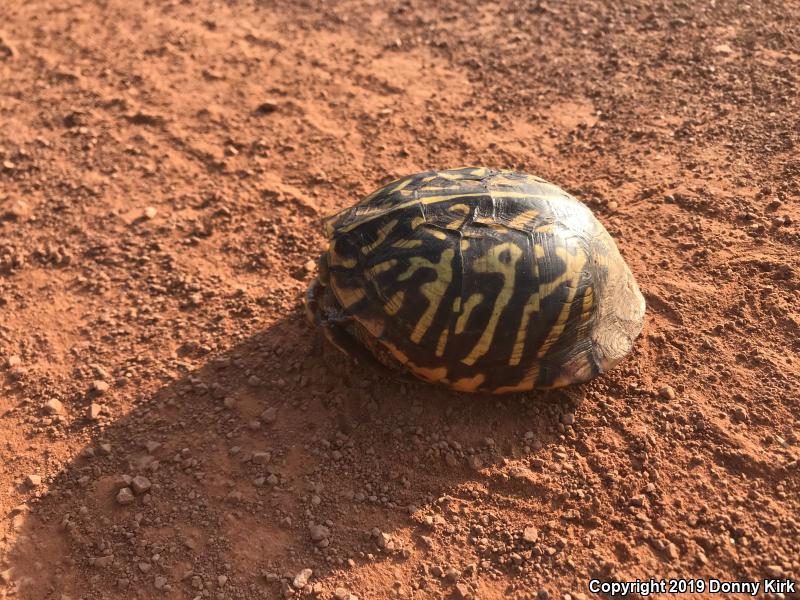 Ornate Box Turtle (Terrapene ornata ornata)