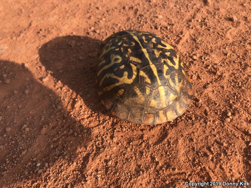 Ornate Box Turtle (Terrapene ornata ornata)