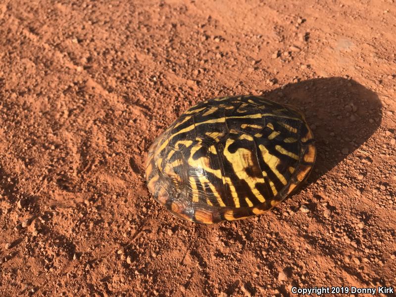 Ornate Box Turtle (Terrapene ornata ornata)