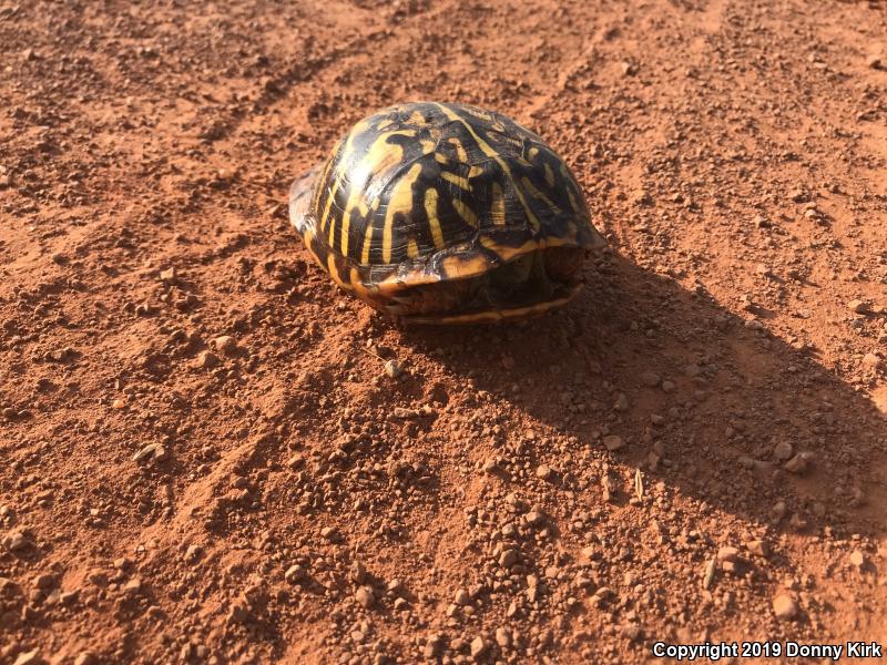 Ornate Box Turtle (Terrapene ornata ornata)