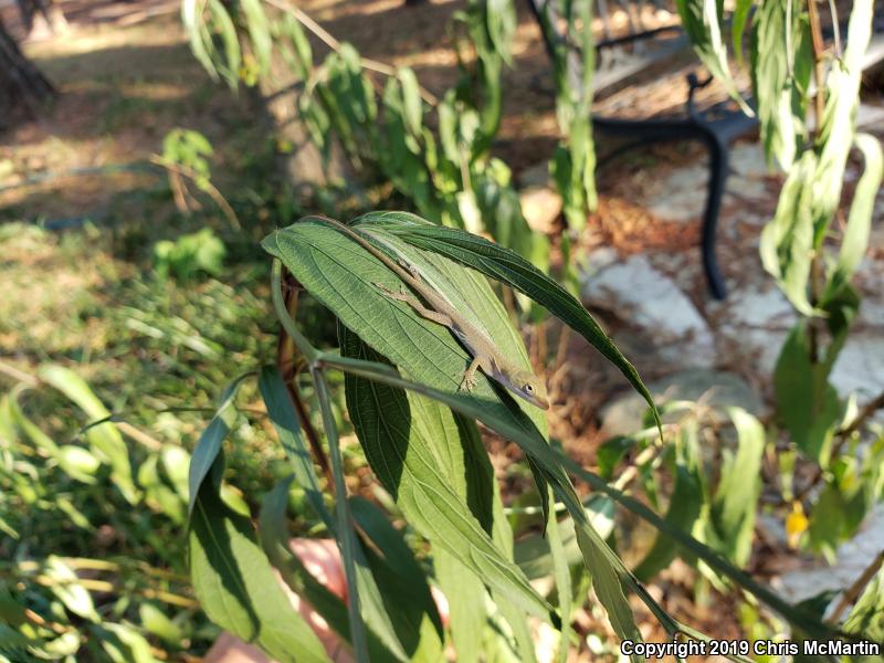 Northern Green Anole (Anolis carolinensis carolinensis)