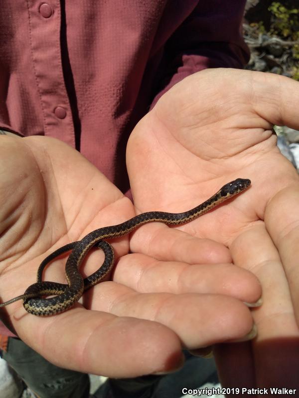 Sierra Gartersnake (Thamnophis couchii)