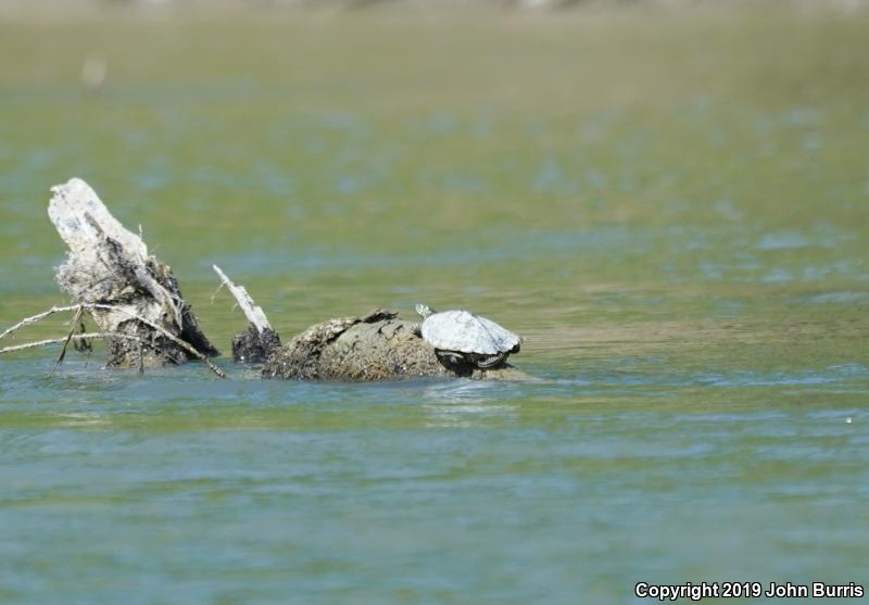 Ouachita Map Turtle (Graptemys ouachitensis ouachitensis)