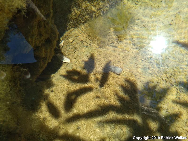 Sierra Newt (Taricha torosa sierrae)