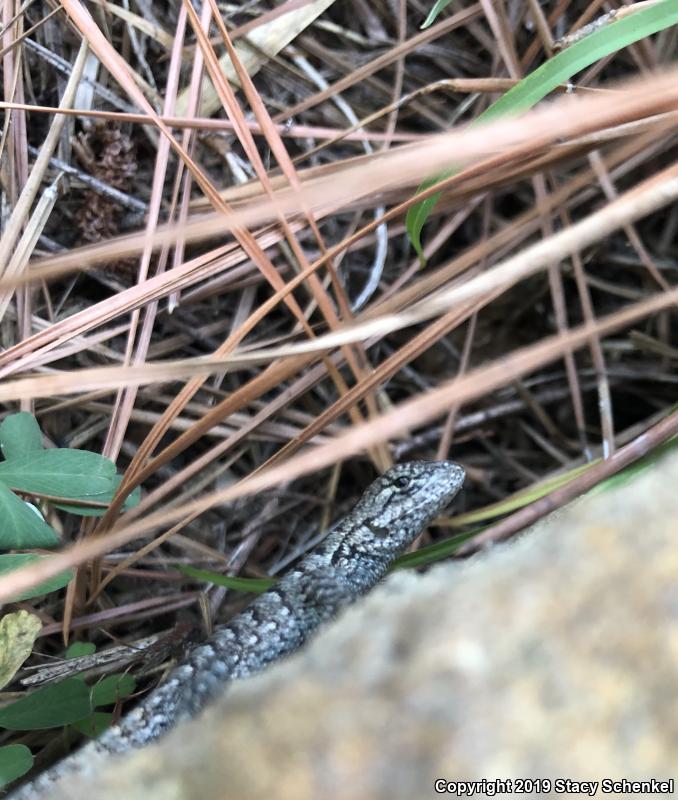 Eastern Fence Lizard (Sceloporus undulatus)