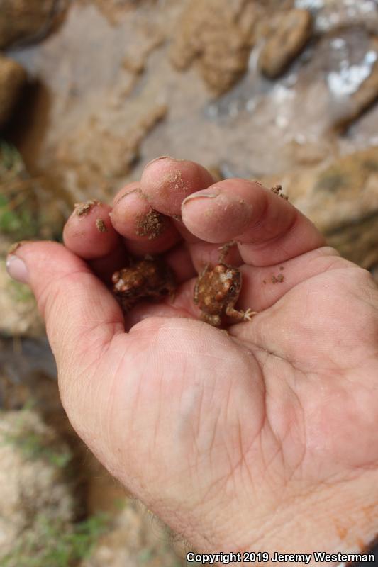 Arizona Toad (Anaxyrus microscaphus)