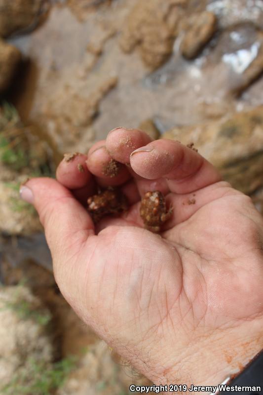 Arizona Toad (Anaxyrus microscaphus)