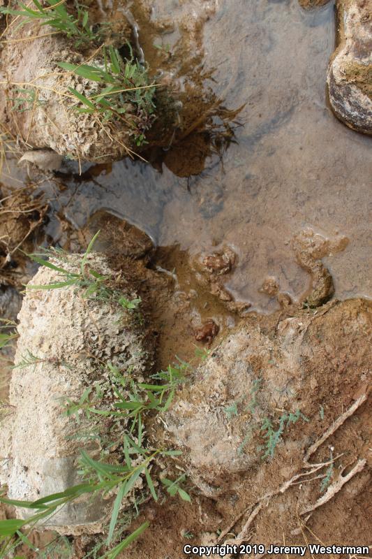 Arizona Toad (Anaxyrus microscaphus)