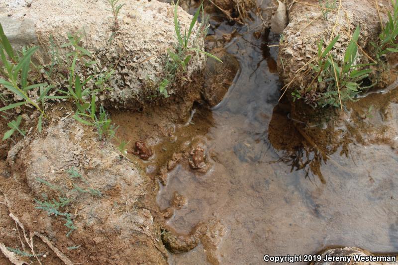 Arizona Toad (Anaxyrus microscaphus)