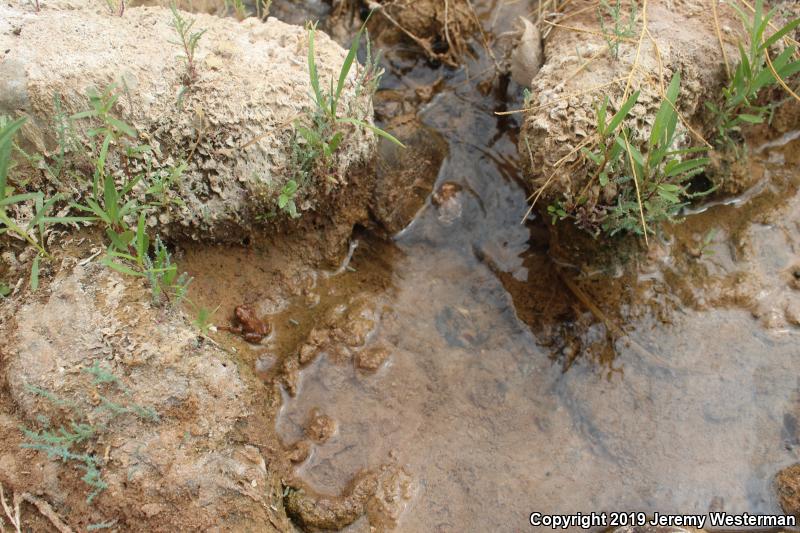 Arizona Toad (Anaxyrus microscaphus)