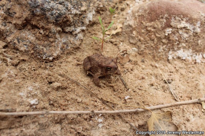 Arizona Toad (Anaxyrus microscaphus)